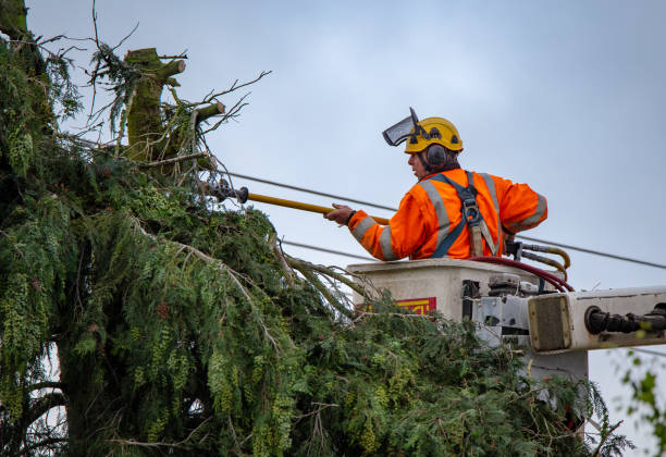 Tree and Shrub Care in Flower Hill, MD