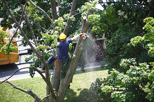 Best Utility Line Clearance  in Flower Hill, MD